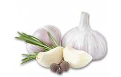About Garlic